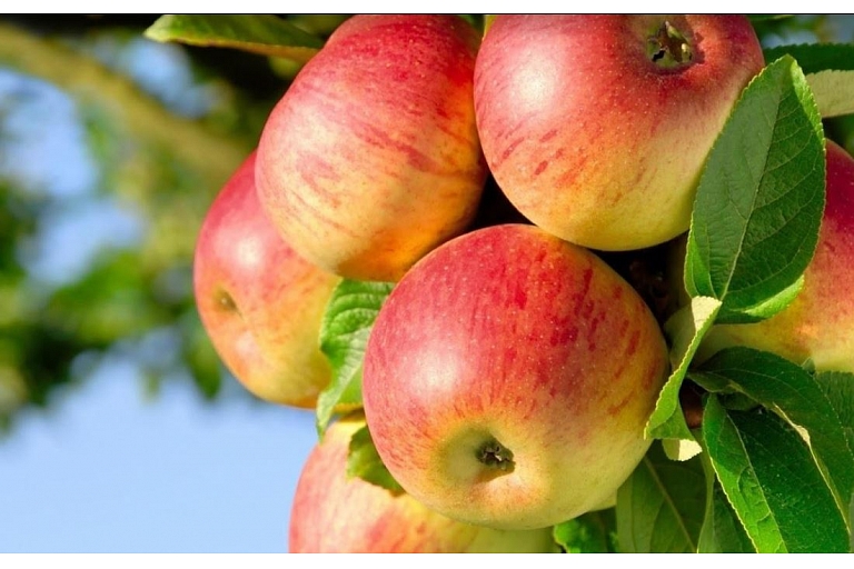 Apples