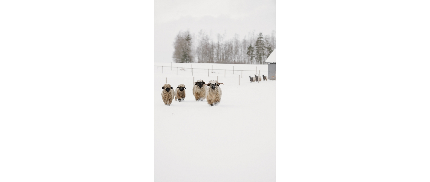 Sigulda Zoo