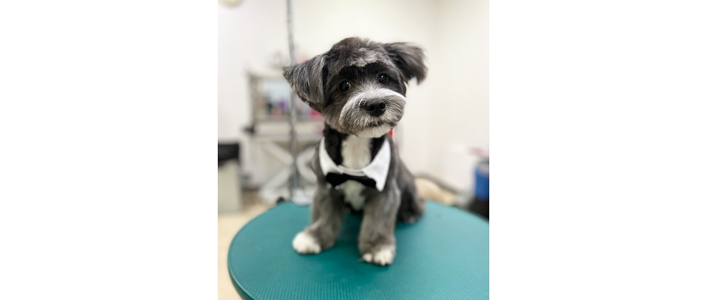 Zoogoods, animal care