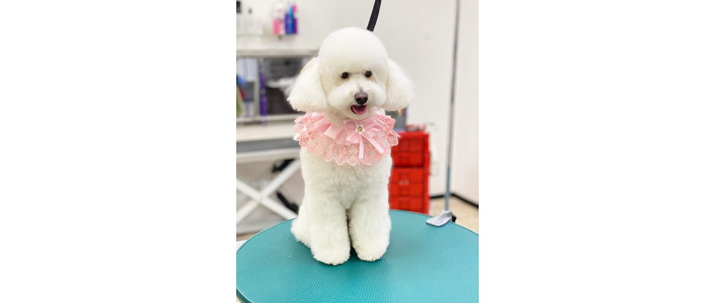 Zoogoods, animal care