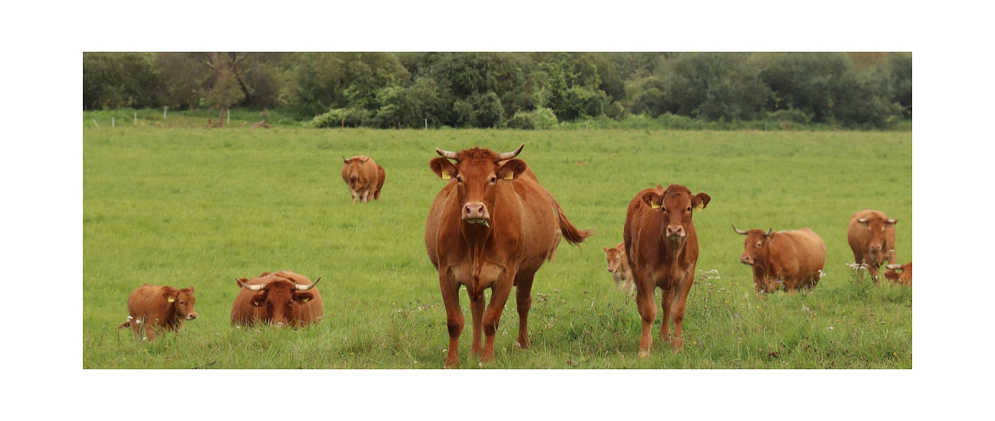 Red-brown cows