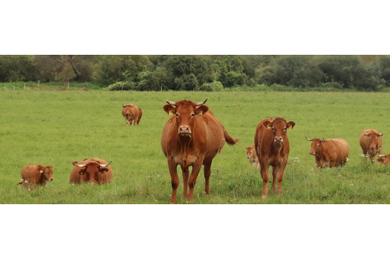 Красно-коричневые коровы