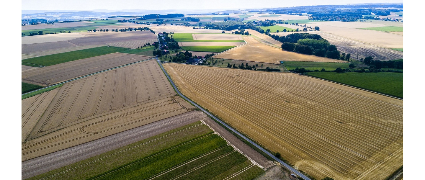 Ozolmežs, LTD 