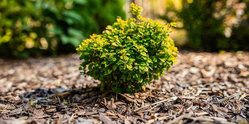 History of Aggregate