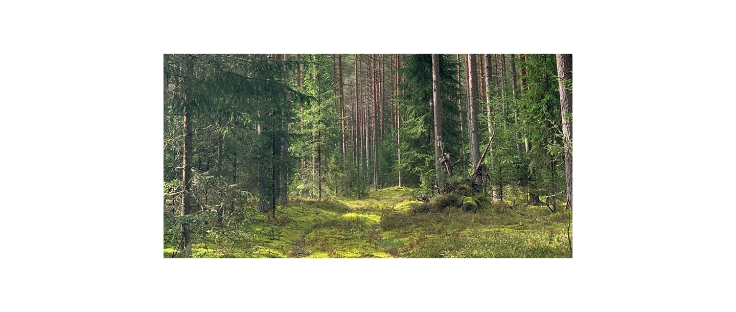 Лесозаготовительные услуги по всей Латвии