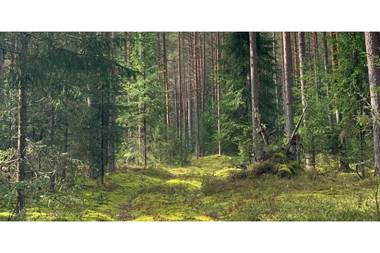 Mežizstrādes pakalpojumi visā Latvijā