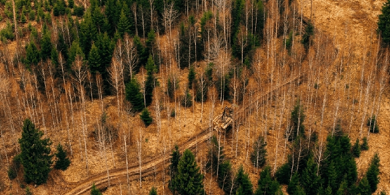 Purchase of forest property
