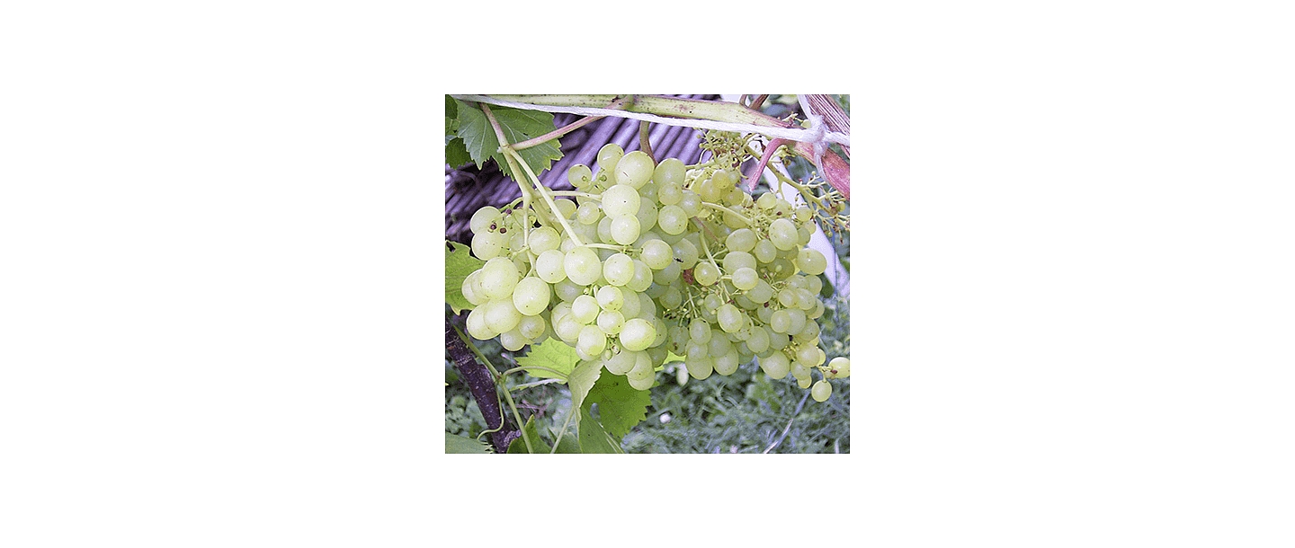 Саженцы винограда