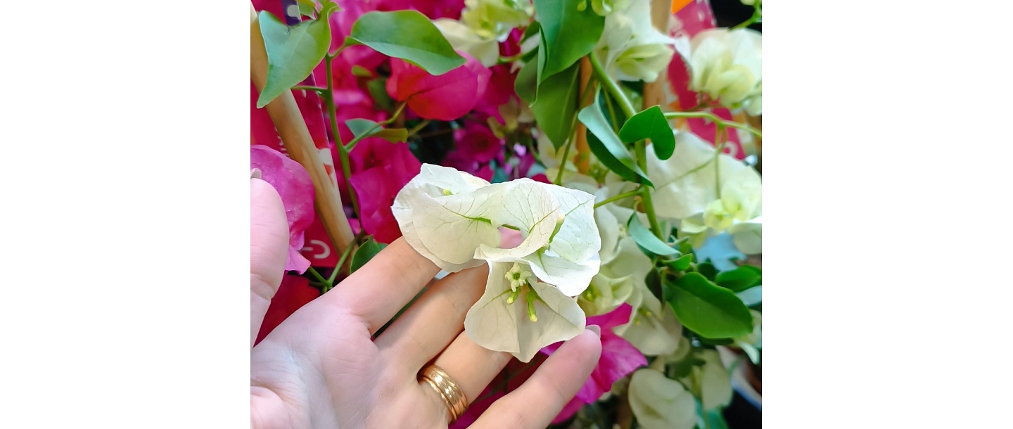 Cut flowers