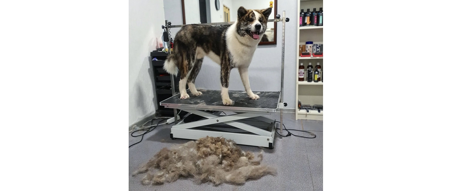 Dog hairdresser in Sarkandaugava