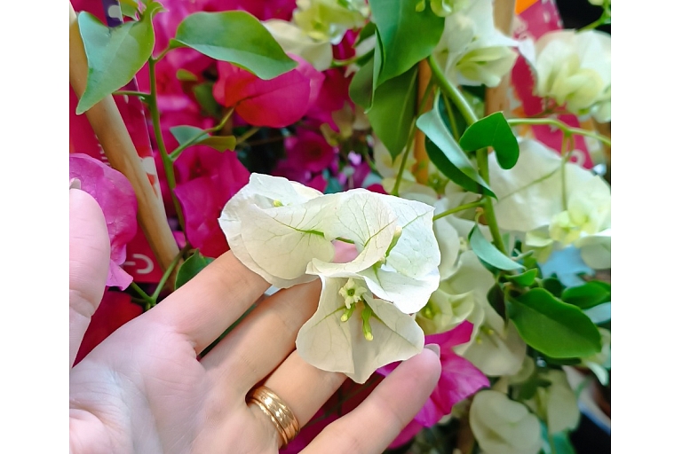 Cut flowers