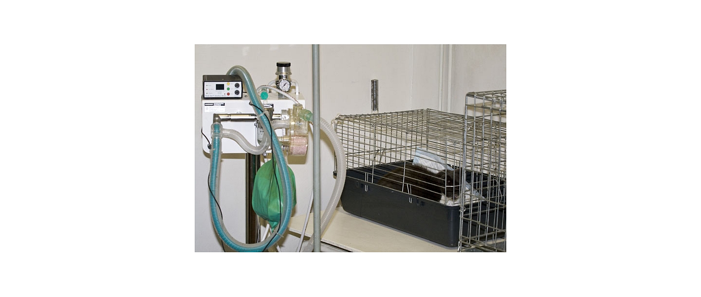 Modern equipment, 
animal surgery, hospital