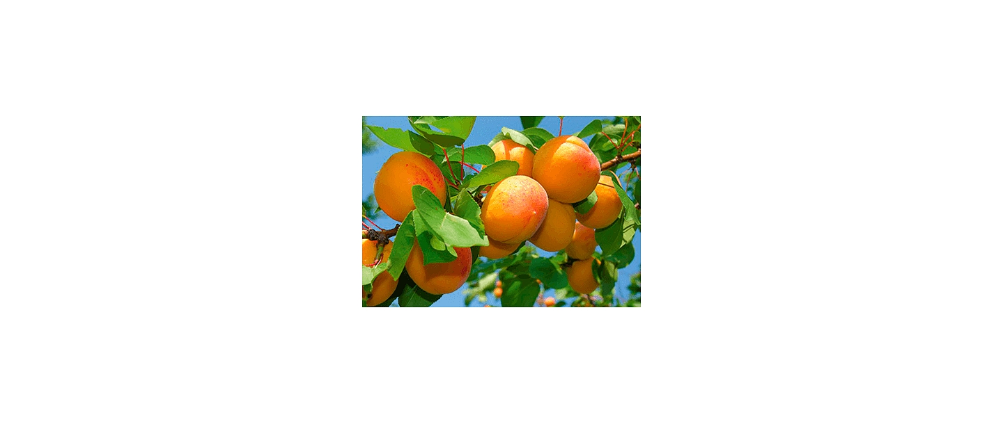 Торговля ростками