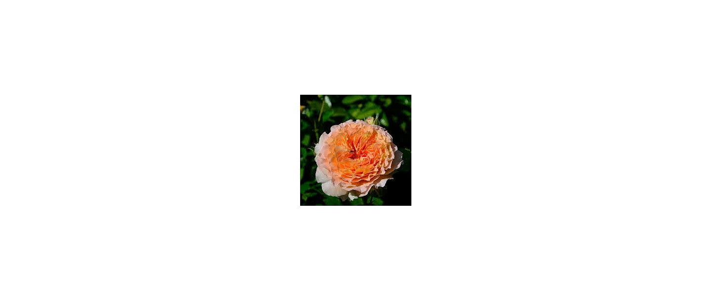 Rozes