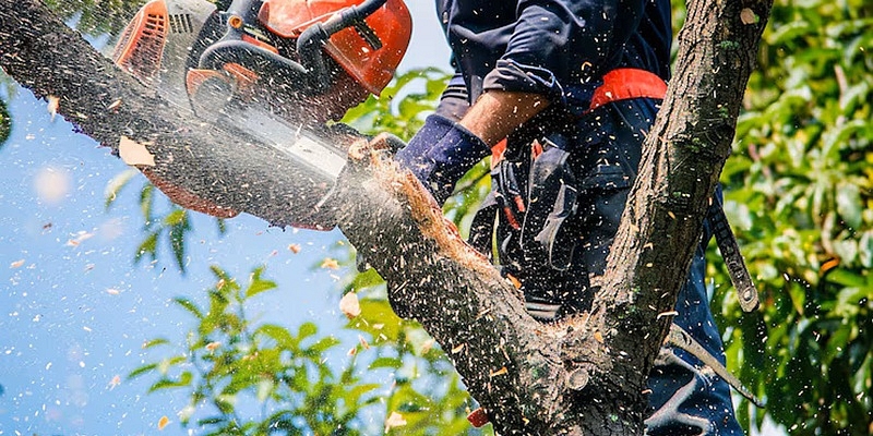 Arborist services