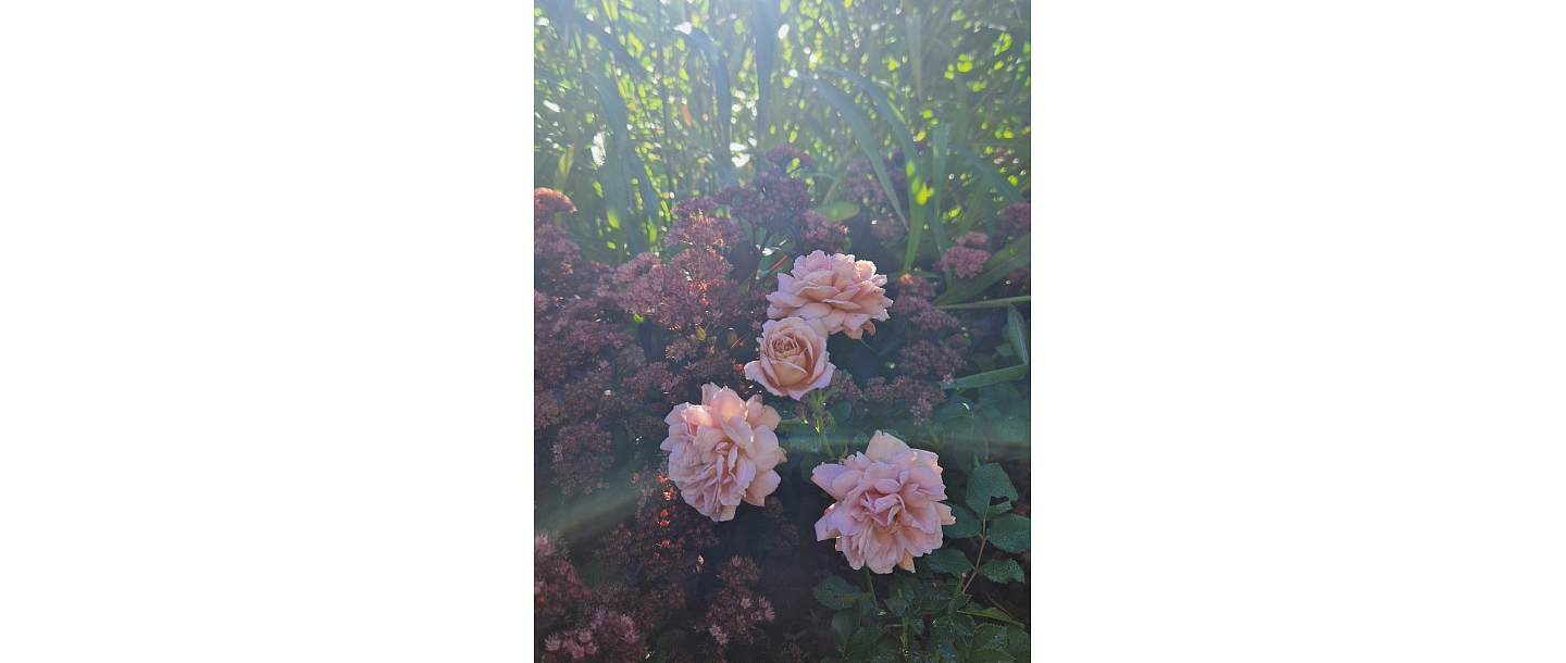 herbal compositions