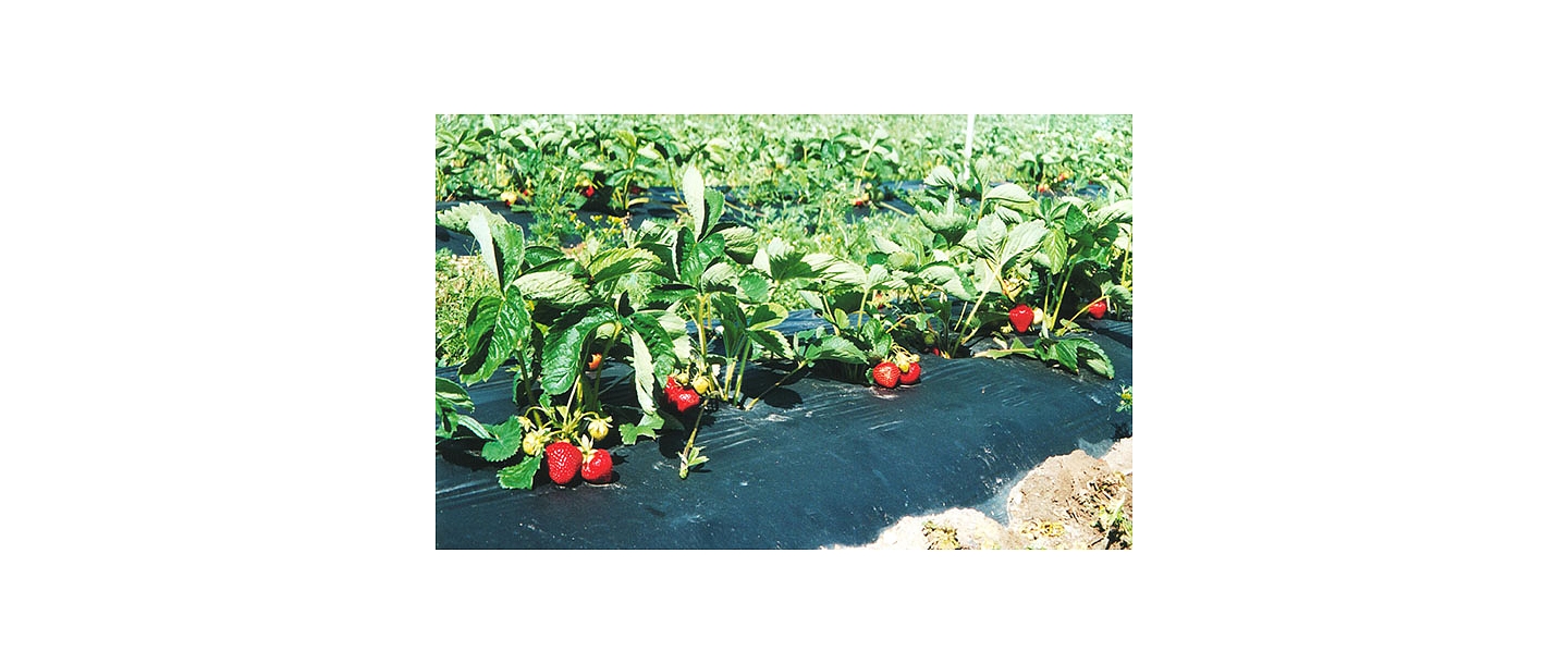 Augļu un ogu vairumtirdzniecība