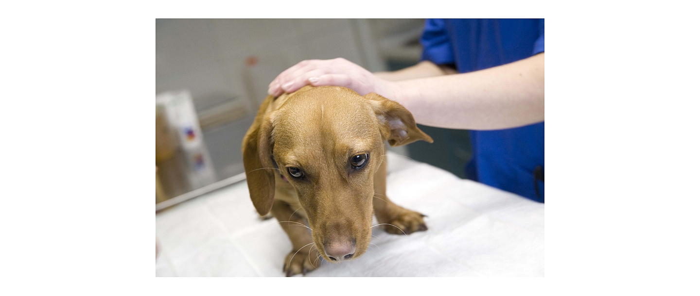 Vakcinācija sunim