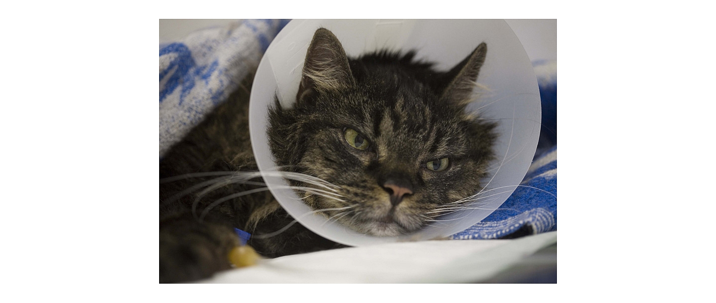 Ветеринарная хирургия