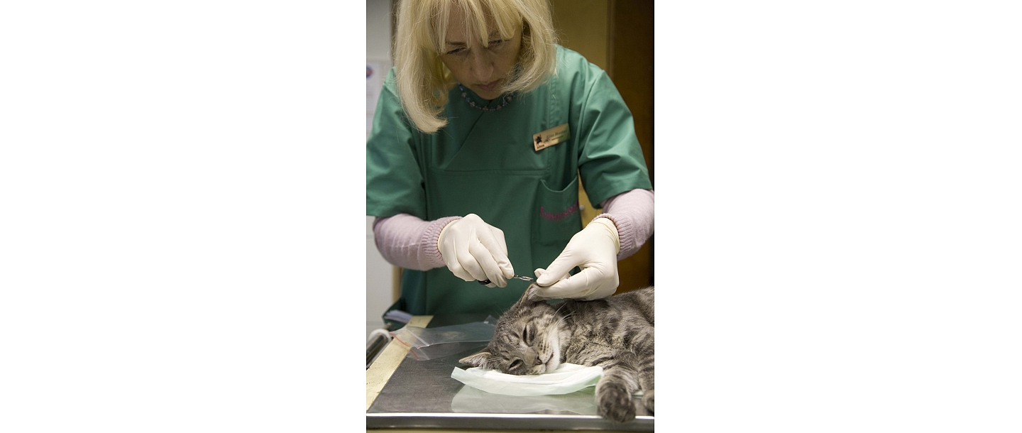Veterinārs