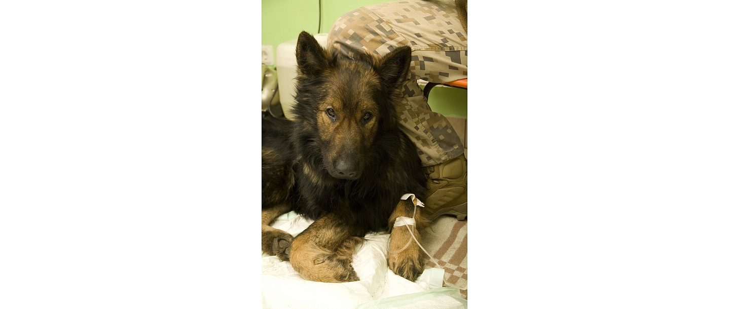 Veterinary