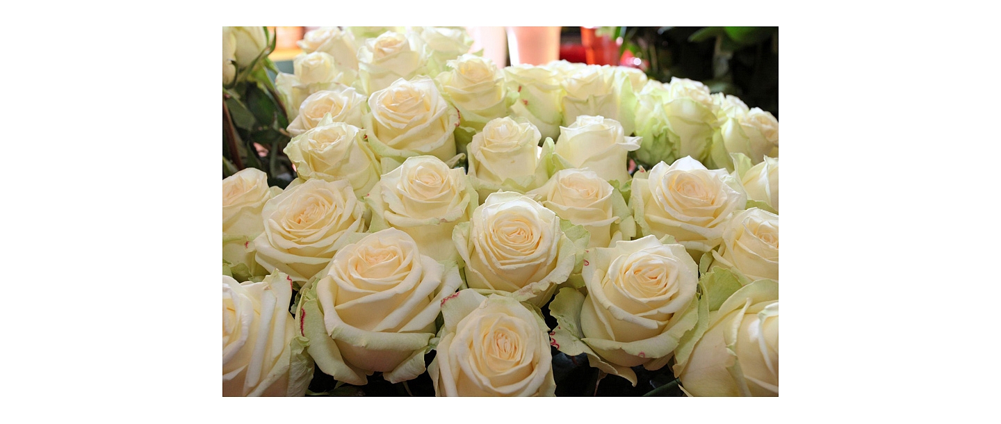 White roses