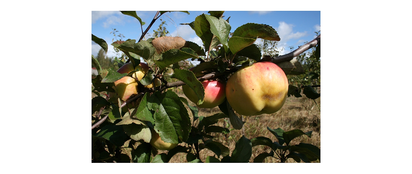 Fruit trees - apple trees