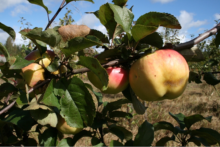 Fruit trees - apple trees