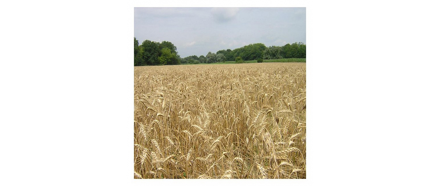 Graudaugi