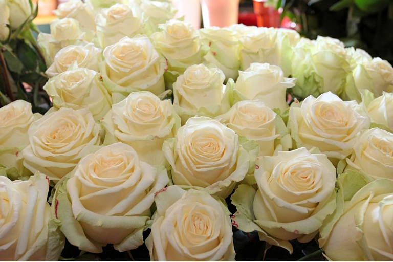 Baltas rozes