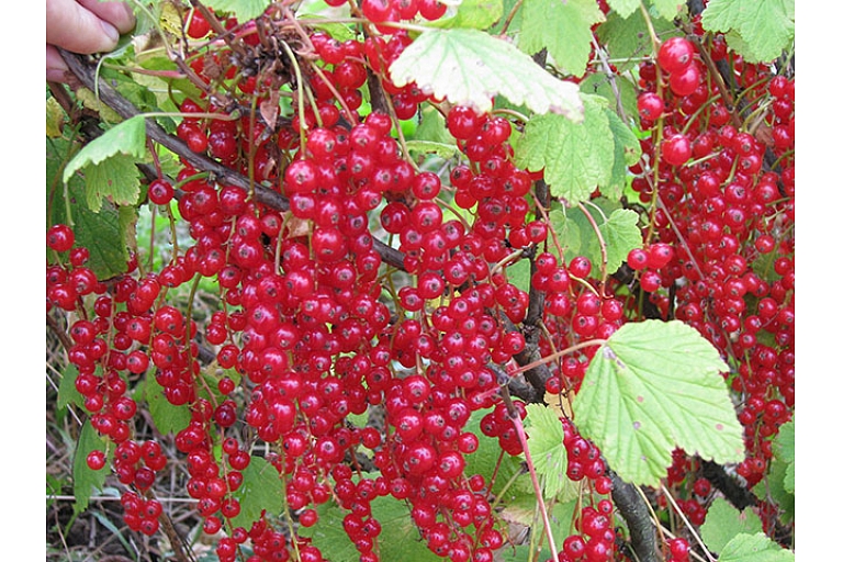 Berry seedlings
