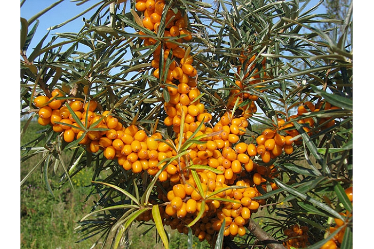 Dārzkopība