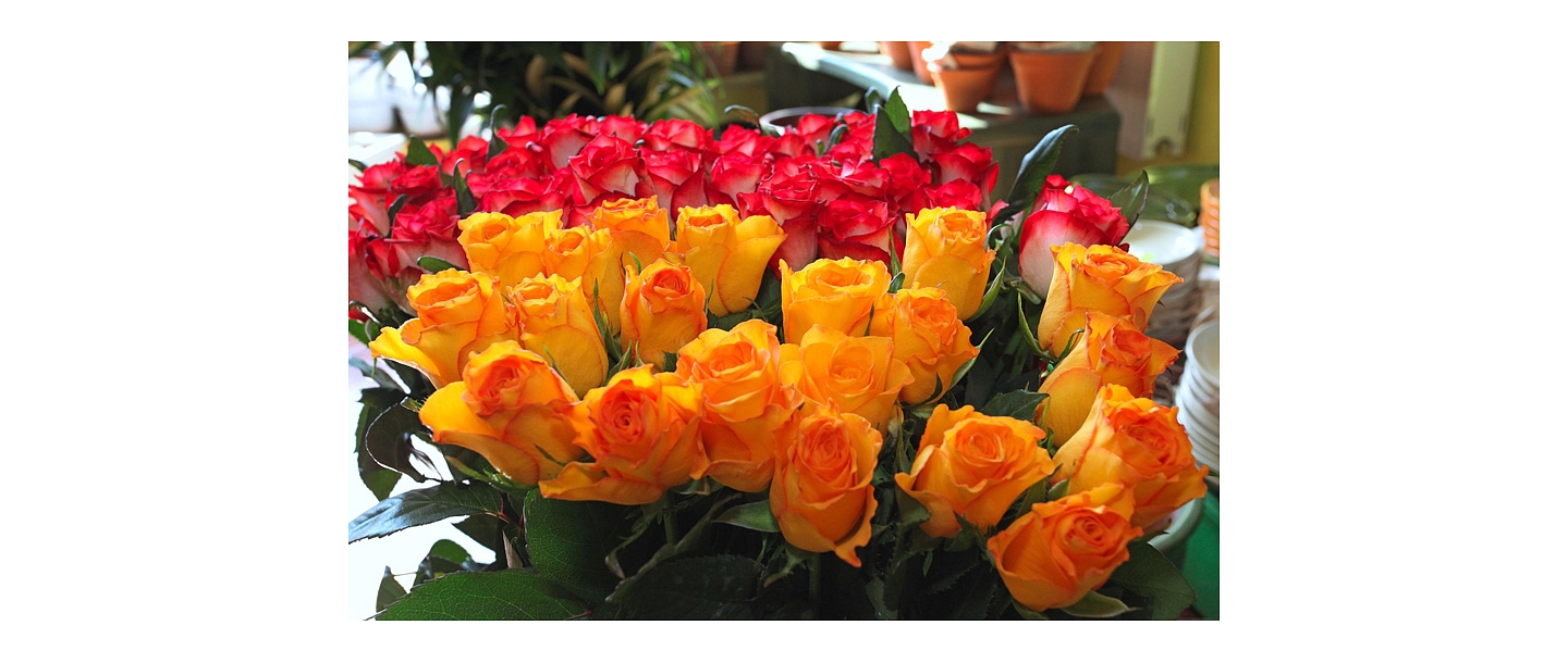 Dzeltenas un sarkanas rozes