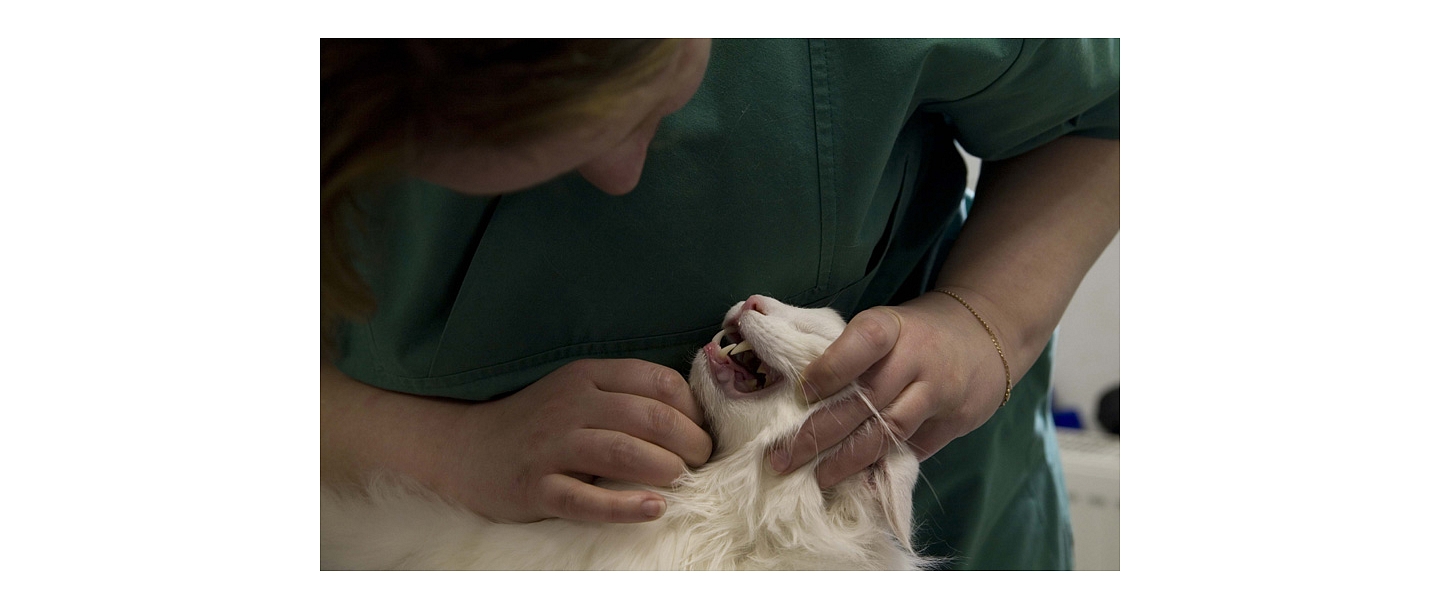 Dzīvnieku zobārstniecība