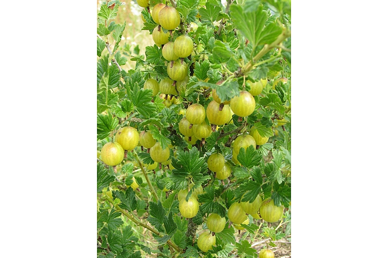 Fruit-growing