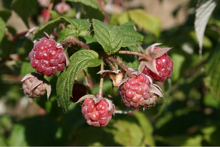 Fruit trees - apple trees