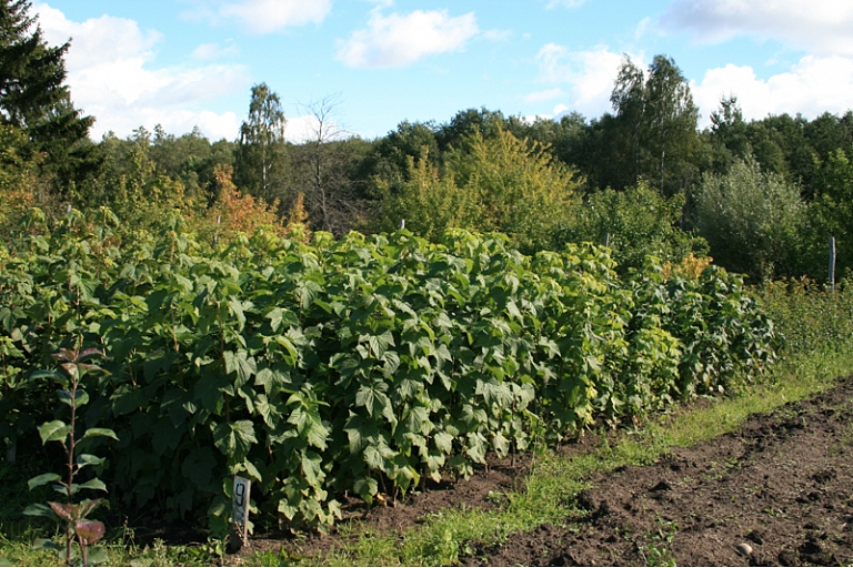 Gooseberries