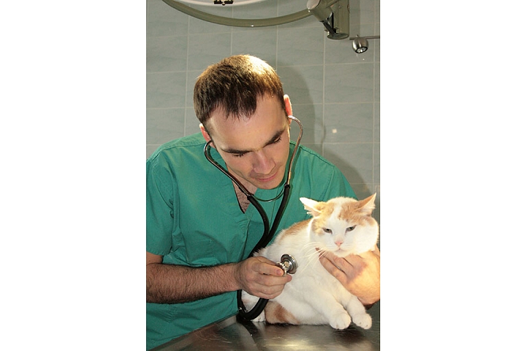 Augstas kvalitātes veterinārā palīdzība Latgalē, stacionārs
