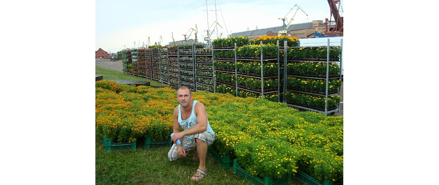 summer flower plants