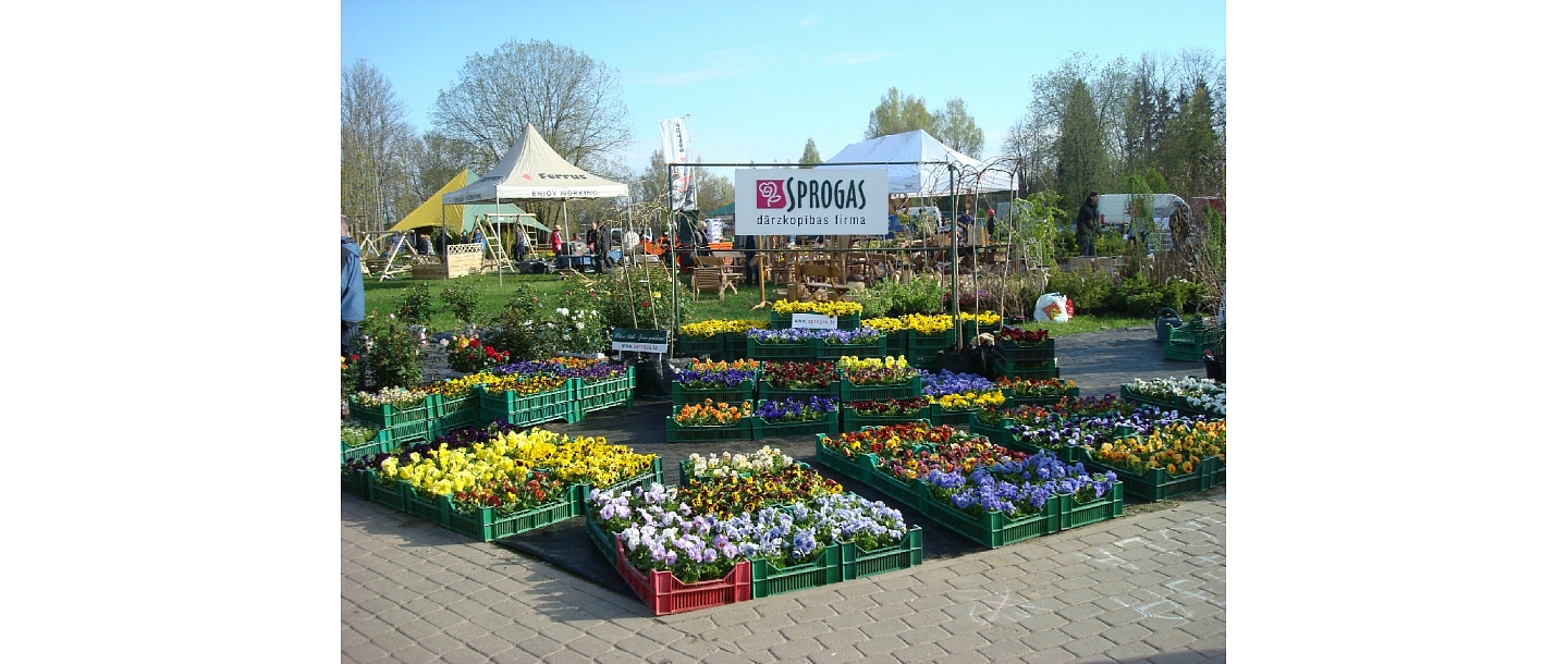 summer flower plants