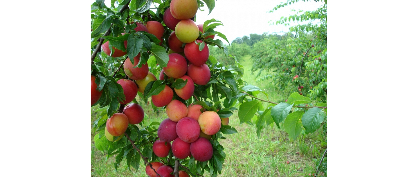 fruit-growing