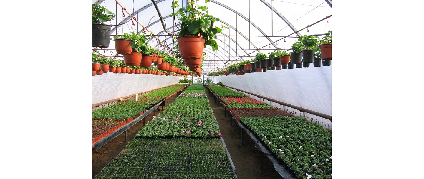 seedling cultivation