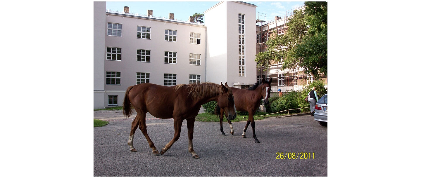 Horse riding and excursions in Tērvete Nature Park