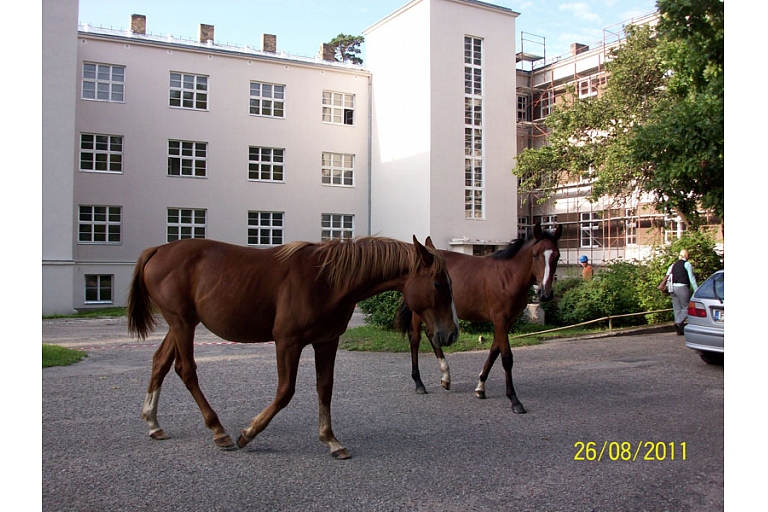 Horse riding and excursions in Tērvete Nature Park