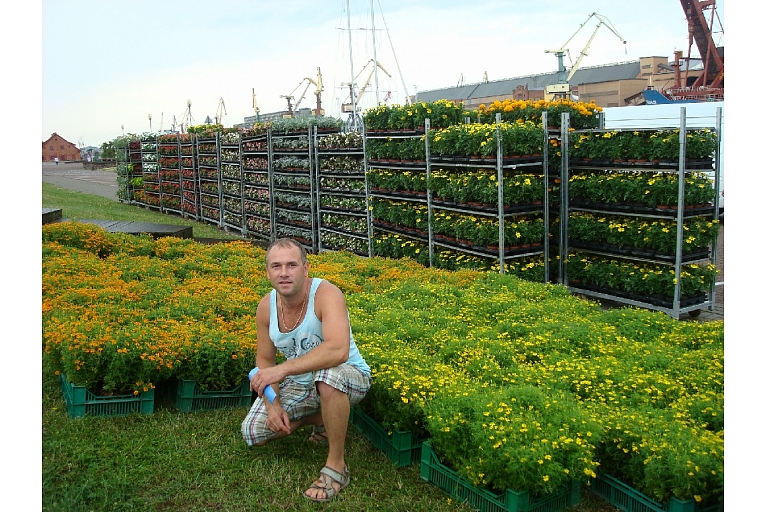 summer flower plants