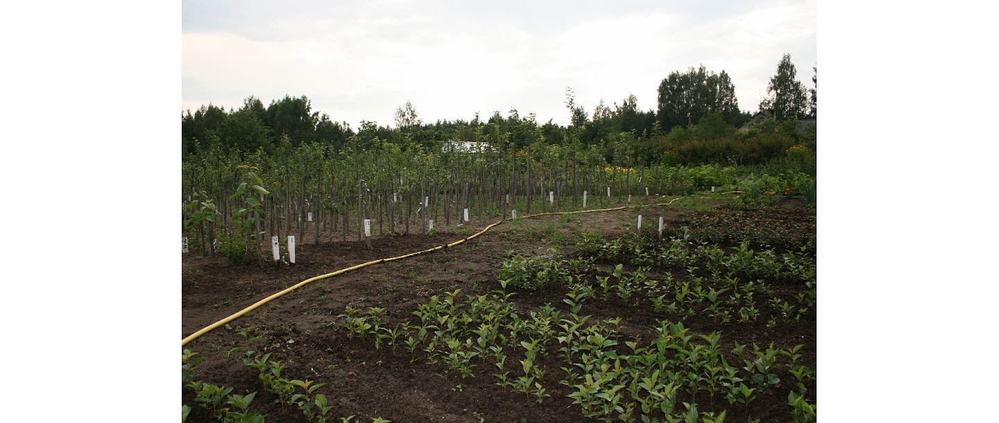 Kalsnava nursery