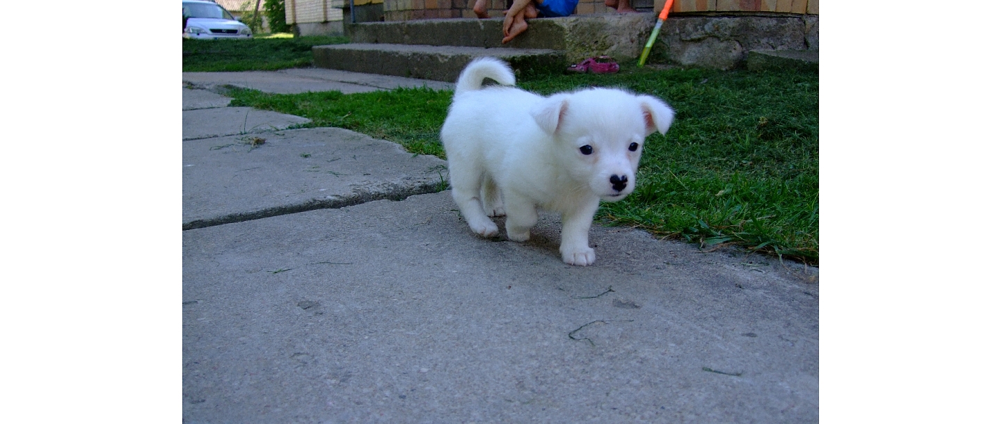 Veterinary medicine Jelgava
