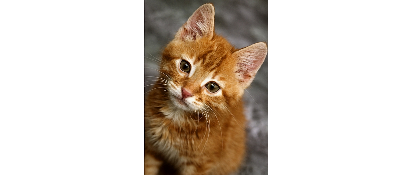 Veterinary medicine Jelgava