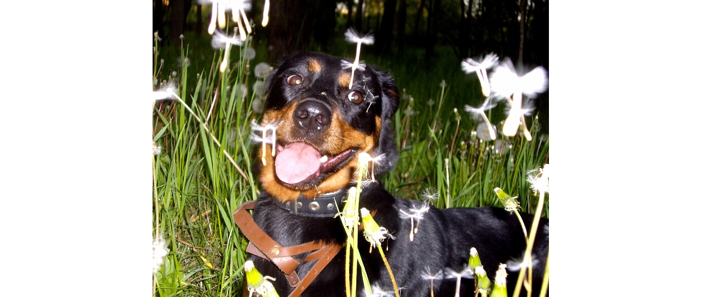 Veterinary medicine Jelgava