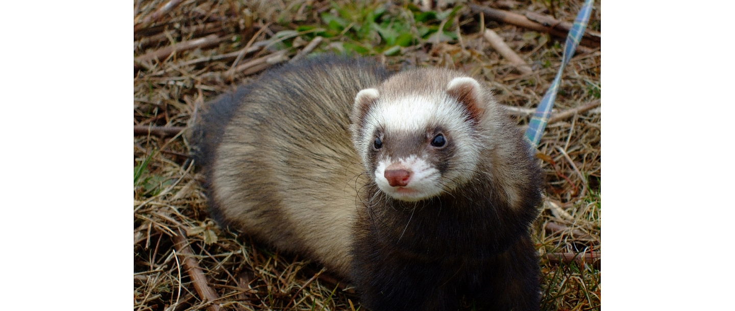 Veterinary medicine Jelgava